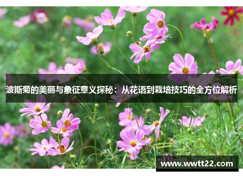 波斯菊的美丽与象征意义探秘：从花语到栽培技巧的全方位解析